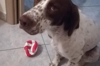 Bari, trovato morto Zeus, cagnolino «rubato» insieme all'auto dei padroni