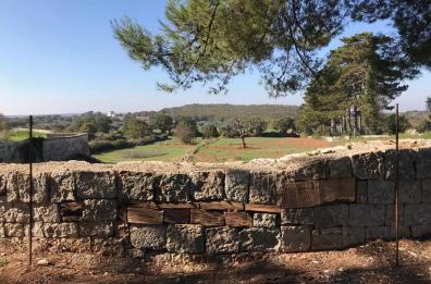 Alberobello, qui il muretto a secco è costruito con legno di ulivi malati di Xylella