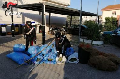 Razzia di quintali di olive nel Barese: 8 arresti tra Grumo, Ruvo e Capurso