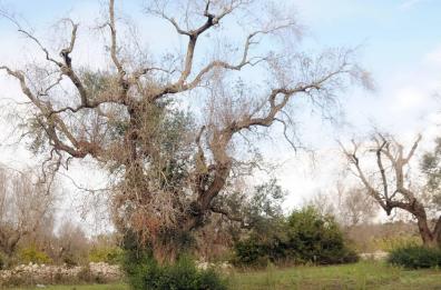 Xylella: in campo nuove varietà resistenti al batterio, c'è speranza
