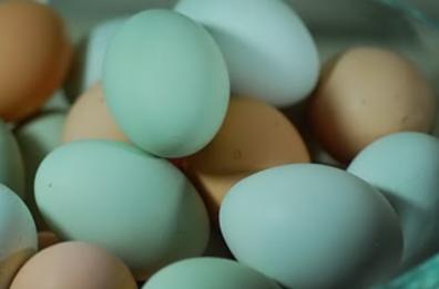 Zollino, galline fashion e polli esotici in passerella
