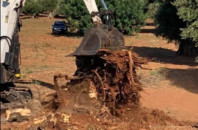 Xylella, l'Ue cambierà le misure di emergenze: ridotta l'area di taglio