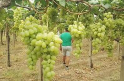 Uva, i produttori lucani sono delusi