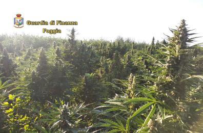 Trinitapoli, GdF trovò enorme piantagione di marijuana: identificati e arrestati 2 responsabili
