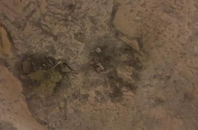 Dinosauri? Passarono anche da Gravina