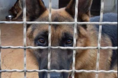 Noci, 2 pastori tedeschi in cerca del padrone: si sono persi durante Bacco nelle Gnostre