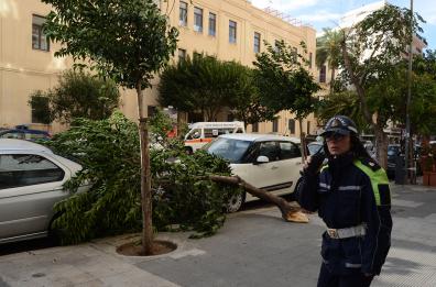 Forte vento a Bari: albero si spezza e cade sulle auto parcheggiate