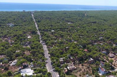 Castellaneta Marina, il Comune regala pini per la riforestazione urbana