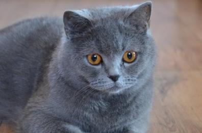 Accudire colonie feline: a Bari un corso per «gattari»