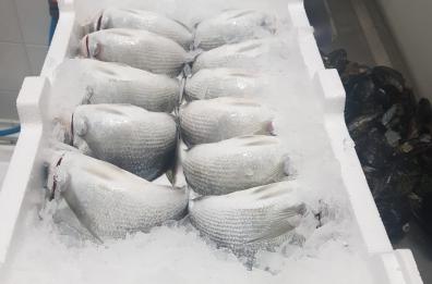 Pesci sottomisura e senza etichette: sequestrati più di 100kg di prodotti nel Barese