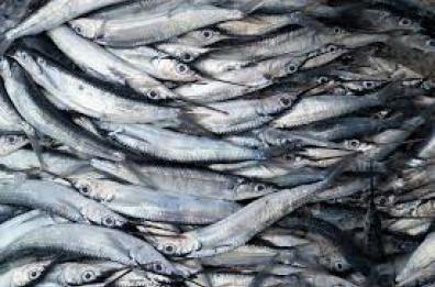 Regionali in Puglia fra sardine e pinguini