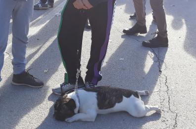 Zeus, la mascotte della protesta Bosch: «Lui è sempre con noi»