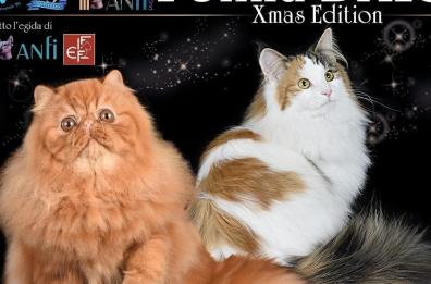 Gatti in mostra a Bari, da domani al via Felina 2019 Xmas Edition 