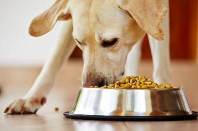 Bari, fingono che il cane sia randagio per non pagare cure veterinarie: a processo madre e figlia