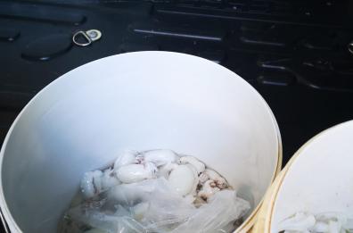Bari, polpi, seppie e gamberoni scongelati con acqua putrida: sequestrati 25 chili