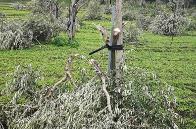 Stornarella, 400 ulivi «decapitati», Coldiretti denuncia: «Campagne in balia dei criminali»