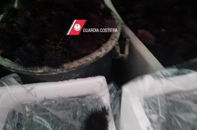 Bari, in auto con 5mila ricci di mare e 65 chili di «bianchetto»: denunciato titolare pescheria 