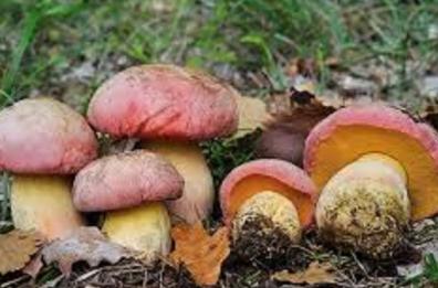 Brindisi, crescono intossicazioni da funghi nonostante la sensibilizzazione dell'Asl