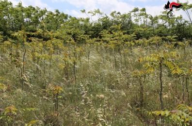 Addio all'ailanto, specie «aliena» che infestava il Parco Nazionale Alta Murgia