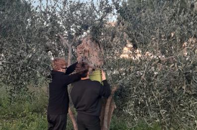 Andria, studenti raccolgono le olive e fanno olio da dare in dono alle famiglie bisognose