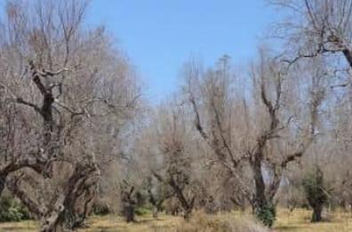 Xylella, altri 139 ulivi infetti tra Taranto e Brindisi: contagiata pianta di rosmarino a Ostuni