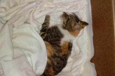 Lucera, sindaco non parteciperà a manifestazione per gatto ucciso a bastonate: minacciato di morte