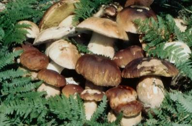San Donaci, complicanze dopo aver mangiato funghi tossici: muore anziana
