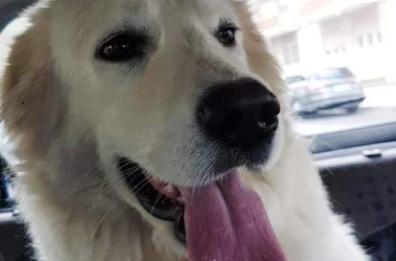 Lecce, cucciola di 11 mesi muore d'infarto per i botti di Capodanno sotto gli occhi dei padroni