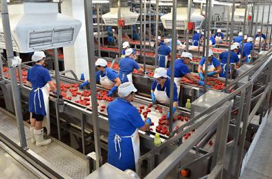 Fino a marzo su Masterchef Italia pomodori  vanto della nostra terra