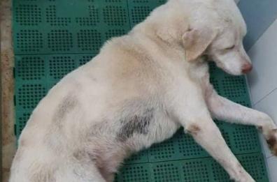 Cane agonizzante e in fin di vita vicino a binari Fse nel Leccese: salvato 