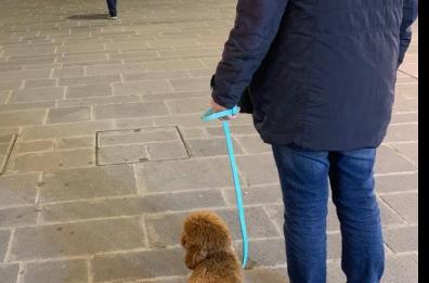 Ninodangelo, il cucciolo de «Il mio viaggio a New York» sbarca a Bari: la foto in via Sparano