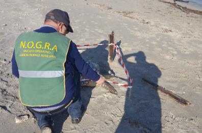 Lecce, «Caretta caretta» spiaggiate morte trovate a San Cataldo