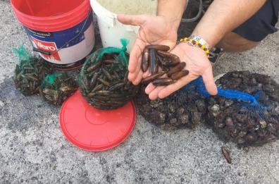 Taranto, frantumavano la costa per prendere i datteri di mare: 49 indagati