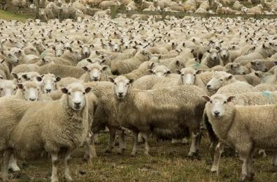 «Ha ucciso i miei animali», contadino spara e ammazza cane di un altro agricoltore: denunciato