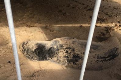 Brindisi, non ce l'ha fatta il cucciolo di foca spiaggiato: morto tra le braccia dei veterinari