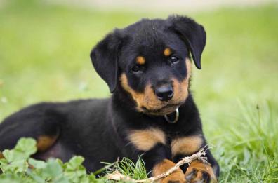 «Perché il mio cane non mi ascolta mai?»