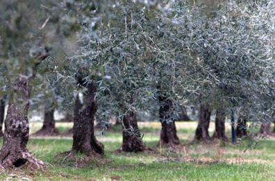 Forum Veronafiere, networking della filiera olio extravergine di oliva