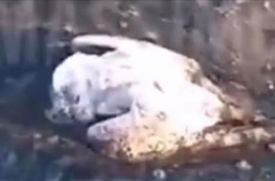 Taranto, chiazza schiumosa nel Mar Grande: morti pesci e gabbiani