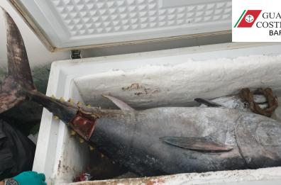 Bari, tonni in magazzino senza documenti di tracciabilità: maxi multa al titolare