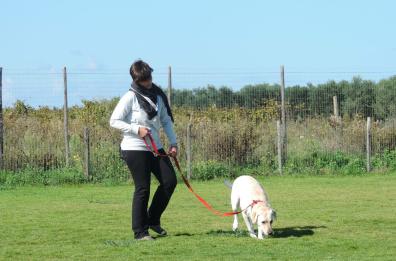 No alle «esche» avvelenate, per la prima volta in Puglia un corso per cane e padrone 