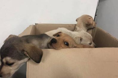 Adottare un cucciolo randagio: l’esempio arriva da Santeramo