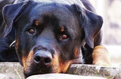 Taranto, legato e abbandonato sulla SS7: rottweiler salvato dalla polizia