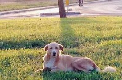 Galatina, il sindaco adotta Nocciolino e lo battezza «cane di quartiere»
