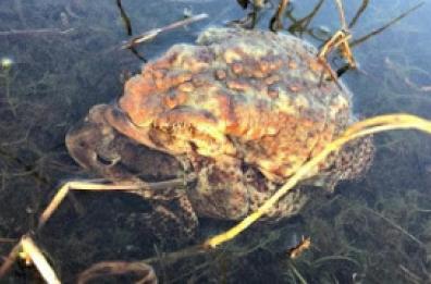 Torre Guaceto, il bacio tra i due rospi dà il via alla primavera 