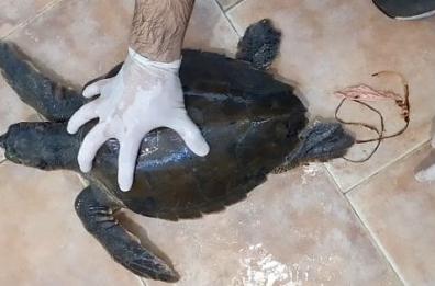 Calimera, tartaruga marina ingoia palloncino finito in mare: il salvataggio