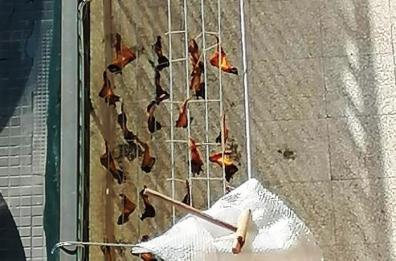Trani, pipistrelli «stesi» sul balcone? No, ali di pollo  