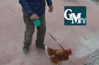 Coronavirus, a Miglionico anziano esce di casa e porta a spasso la gallina