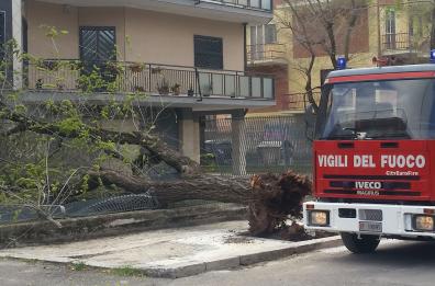 Raffiche di vento abbattono albero che crolla su recinzione a Foggia. A Bari chiuso il porto 
