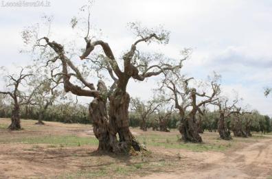 Xylella, scatta l’obbligo disinfestazioni. Emiliano ai prefetti: attività indifferibili
