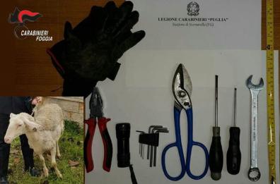 Stornarella, in macchina attrezzi da scasso e una pecora rubata: arrestato sudanese